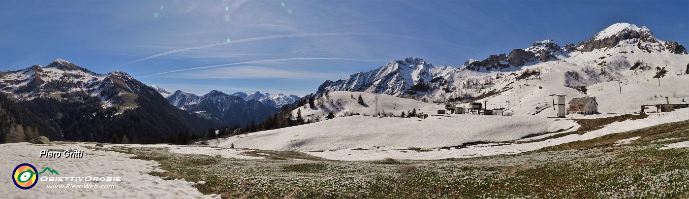 16 Distese di Zafferano maggiore (Crocus vernus) sui prati alla Baita del Camoscio.jpg